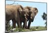 African Elephants 044-Bob Langrish-Mounted Photographic Print