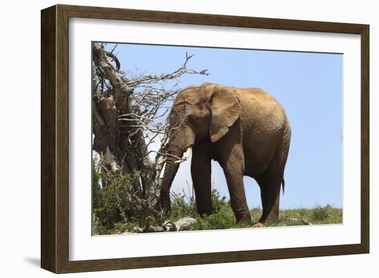 African Elephants 045-Bob Langrish-Framed Photographic Print
