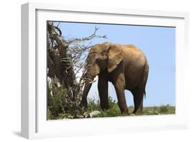 African Elephants 045-Bob Langrish-Framed Photographic Print