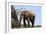 African Elephants 045-Bob Langrish-Framed Photographic Print