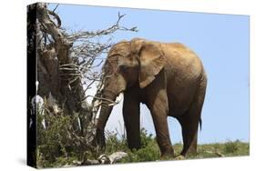 African Elephants 045-Bob Langrish-Stretched Canvas