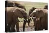 African Elephants 049-Bob Langrish-Stretched Canvas