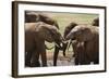 African Elephants 049-Bob Langrish-Framed Photographic Print