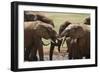 African Elephants 049-Bob Langrish-Framed Photographic Print