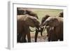 African Elephants 049-Bob Langrish-Framed Photographic Print