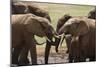 African Elephants 049-Bob Langrish-Mounted Photographic Print