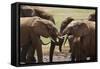 African Elephants 049-Bob Langrish-Framed Stretched Canvas