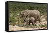 African Elephants 055-Bob Langrish-Framed Stretched Canvas