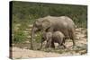 African Elephants 055-Bob Langrish-Stretched Canvas