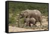 African Elephants 055-Bob Langrish-Framed Stretched Canvas