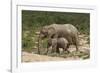 African Elephants 055-Bob Langrish-Framed Photographic Print