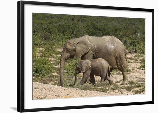 African Elephants 055-Bob Langrish-Framed Photographic Print