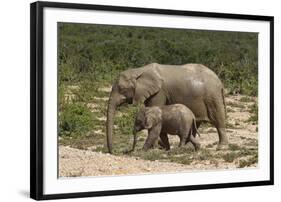 African Elephants 055-Bob Langrish-Framed Photographic Print