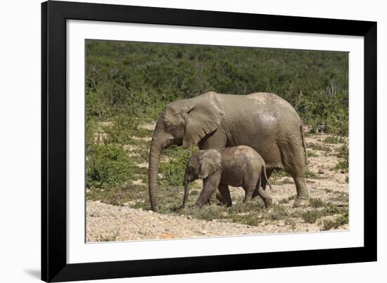 African Elephants 055-Bob Langrish-Framed Photographic Print