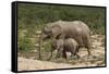 African Elephants 055-Bob Langrish-Framed Stretched Canvas