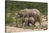 African Elephants 055-Bob Langrish-Stretched Canvas