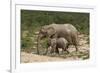 African Elephants 055-Bob Langrish-Framed Photographic Print