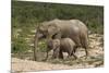 African Elephants 055-Bob Langrish-Mounted Photographic Print