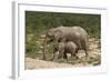 African Elephants 055-Bob Langrish-Framed Photographic Print