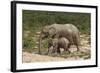 African Elephants 055-Bob Langrish-Framed Photographic Print