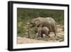 African Elephants 055-Bob Langrish-Framed Photographic Print