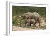 African Elephants 055-Bob Langrish-Framed Photographic Print