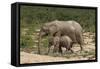 African Elephants 055-Bob Langrish-Framed Stretched Canvas