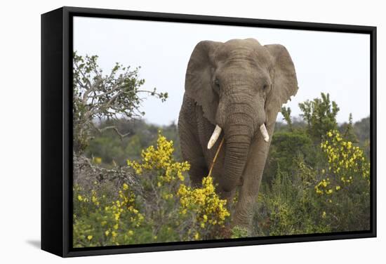 African Elephants 058-Bob Langrish-Framed Stretched Canvas