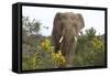 African Elephants 058-Bob Langrish-Framed Stretched Canvas