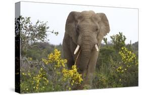 African Elephants 058-Bob Langrish-Stretched Canvas