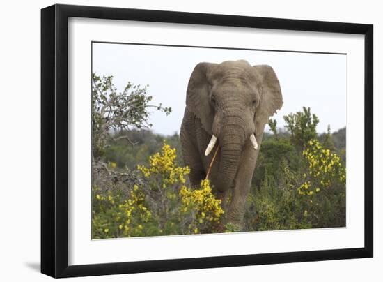 African Elephants 058-Bob Langrish-Framed Photographic Print