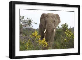 African Elephants 058-Bob Langrish-Framed Photographic Print