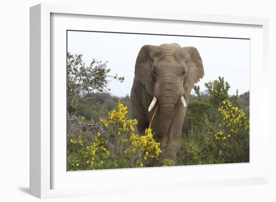 African Elephants 058-Bob Langrish-Framed Photographic Print