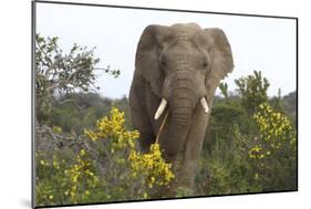 African Elephants 058-Bob Langrish-Mounted Photographic Print