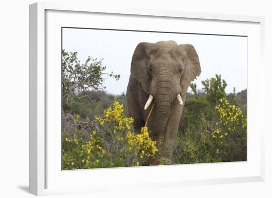 African Elephants 058-Bob Langrish-Framed Photographic Print