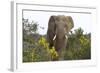 African Elephants 058-Bob Langrish-Framed Photographic Print