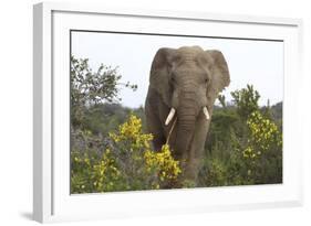 African Elephants 058-Bob Langrish-Framed Photographic Print