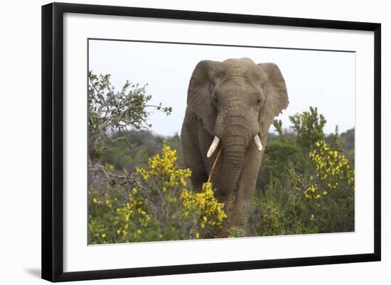 African Elephants 058-Bob Langrish-Framed Photographic Print