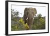 African Elephants 058-Bob Langrish-Framed Photographic Print