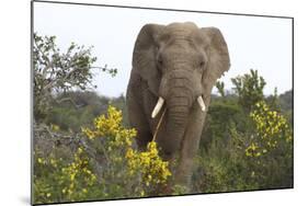African Elephants 058-Bob Langrish-Mounted Photographic Print