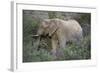 African Elephants 059-Bob Langrish-Framed Photographic Print