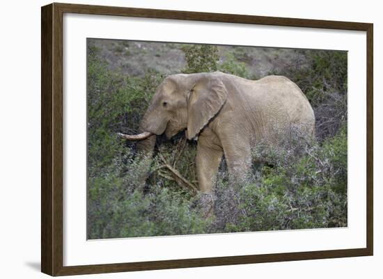 African Elephants 059-Bob Langrish-Framed Photographic Print