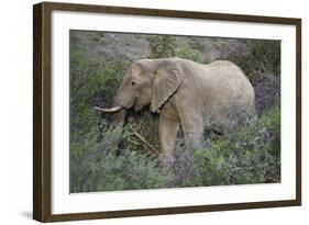 African Elephants 059-Bob Langrish-Framed Photographic Print