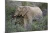 African Elephants 059-Bob Langrish-Mounted Photographic Print