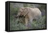 African Elephants 059-Bob Langrish-Framed Stretched Canvas