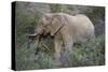 African Elephants 059-Bob Langrish-Stretched Canvas