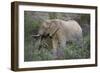 African Elephants 059-Bob Langrish-Framed Photographic Print