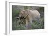 African Elephants 059-Bob Langrish-Framed Photographic Print