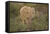 African Elephants 060-Bob Langrish-Framed Stretched Canvas