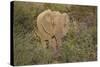 African Elephants 060-Bob Langrish-Stretched Canvas